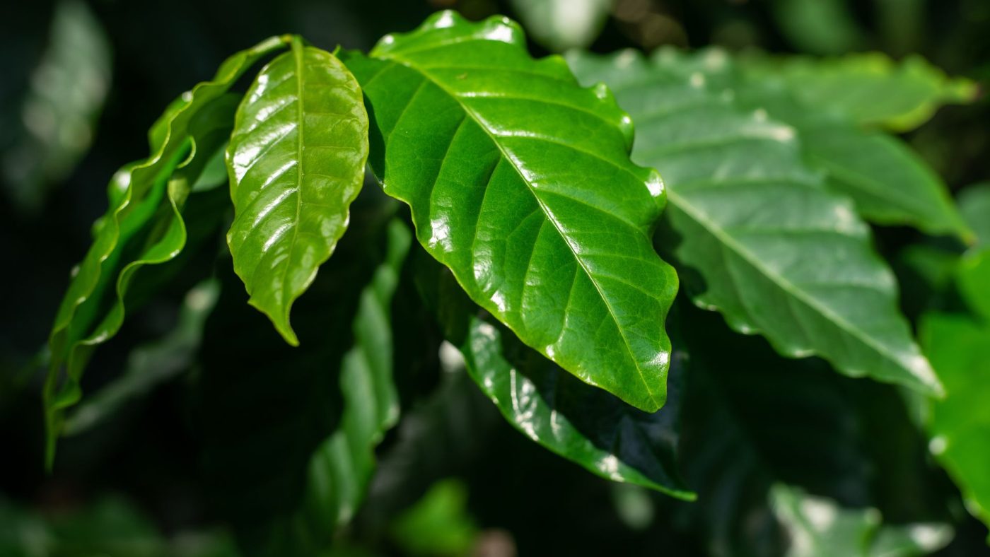 nấm đối kháng